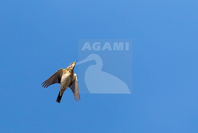 Kramsvogel op doortrek over Vlieland; Fieldfare (Turdus pilaris) during migration over Vlieland, Netherlands stock-image by Agami/Marc Guyt,