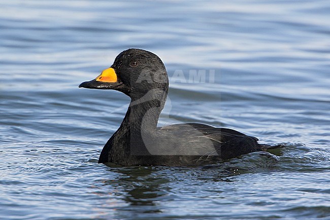 Black Scoter (Melanitta americana) swimming offshore near Qualicum, BC, Canada. stock-image by Agami/Glenn Bartley,