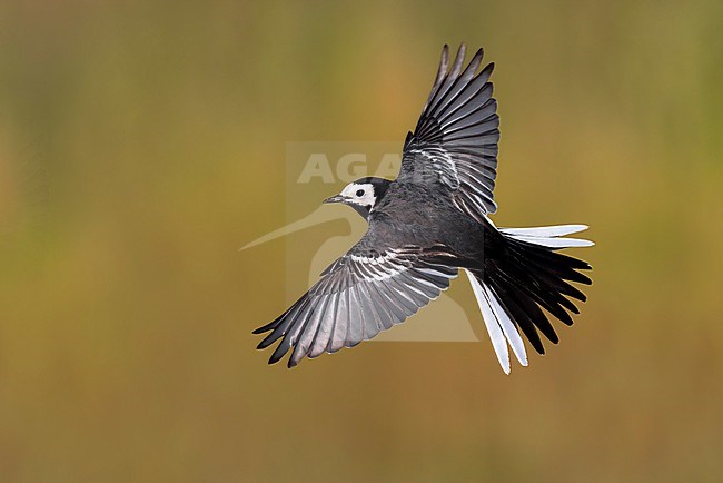 Pied Wagtail, Motacilla yarrellii, in Italy. stock-image by Agami/Daniele Occhiato,
