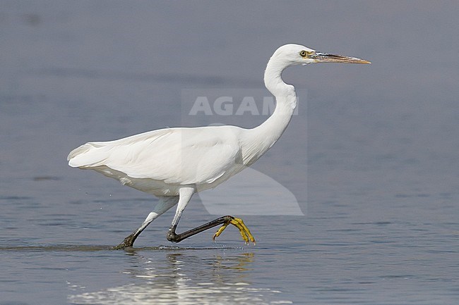 Western Reef Heron (Egretta gularis schistacea), adult running in the water stock-image by Agami/Saverio Gatto,