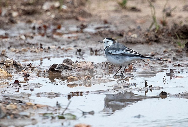 Wintering Pied Wagtail (Motacilla yarrelli) in Norfolk, England. stock-image by Agami/Marc Guyt,