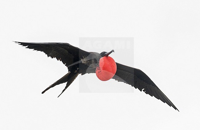 Adult male Great Frigatebird, Fregata minor, in flight. Photographed during a French Polynesia & The Cook Islands expedition cruise. stock-image by Agami/Pete Morris,