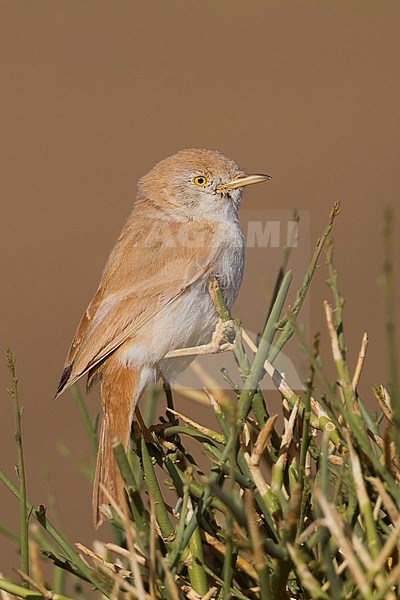 African Desert Warbler - SaharagrasmÃ¼cke - Curruca deserti, Morocco stock-image by Agami/Ralph Martin,