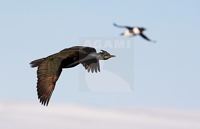 Volwassen Kuifaalscholver in de vlucht; Adult European Shag in flight stock-image by Agami/Markus Varesvuo,