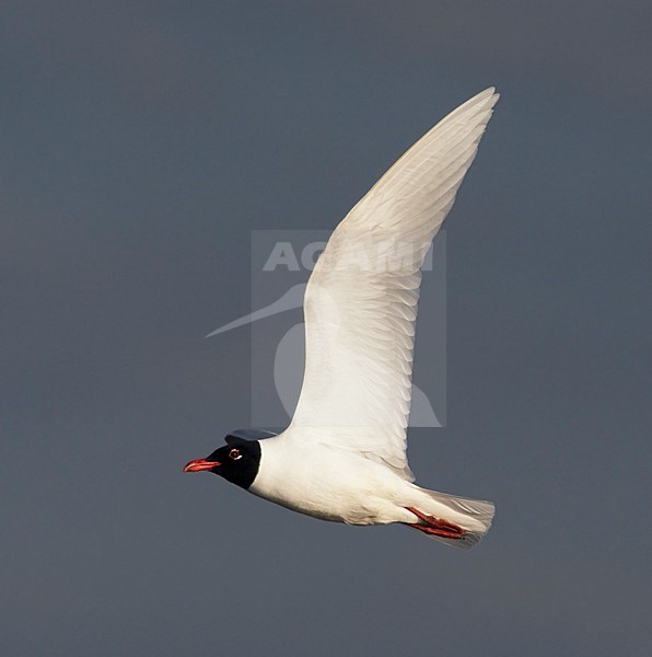 Zwartkopmeeuw; Mediterranean Gull (Larus melanocephalus) Hungary May 2008 stock-image by Agami/Markus Varesvuo / Wild Wonders,
