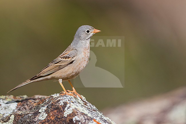 Grey-necked Bunting, Emberiza buchanani, in Tajikistan, adult male. stock-image by Agami/Ralph Martin,