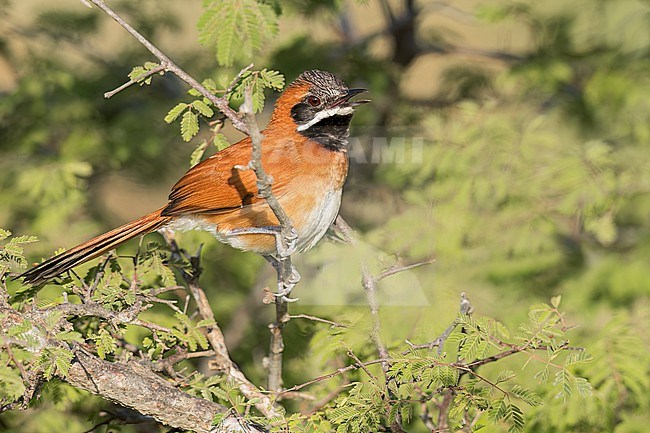 White-whiskered Spinetail (Synallaxis candei) perched on a branch in Colombia, South America. stock-image by Agami/Glenn Bartley,