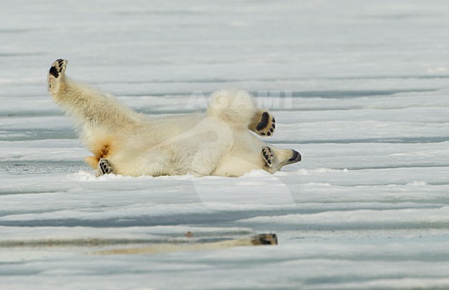 Mannetje IJsbeer, Male Polar Bear stock-image by Agami/Danny Green,
