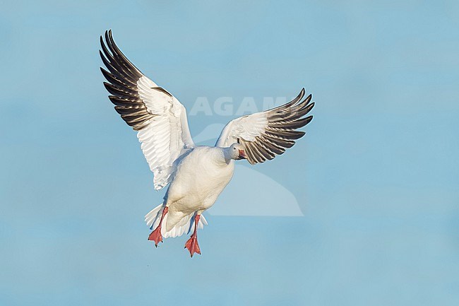 Adult
Colusa Co., CA
January 2023 stock-image by Agami/Brian E Small,