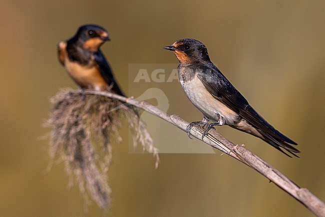Barn Swallow (Hirundo rustica) in Italy. stock-image by Agami/Daniele Occhiato,