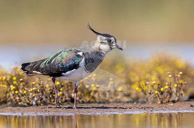 Lapwing with Small marsh flower stock-image by Agami/Onno Wildschut,
