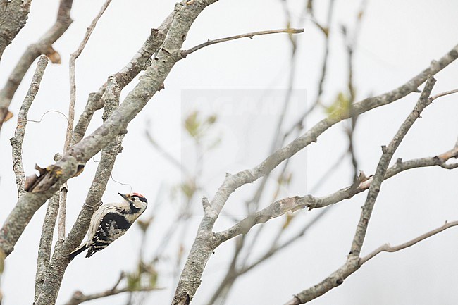 Lesser Spotted Woodpecker - Kleinspecht - Dryobates minor hortorum, Germany (Baden-Württemberg), adult, male stock-image by Agami/Ralph Martin,