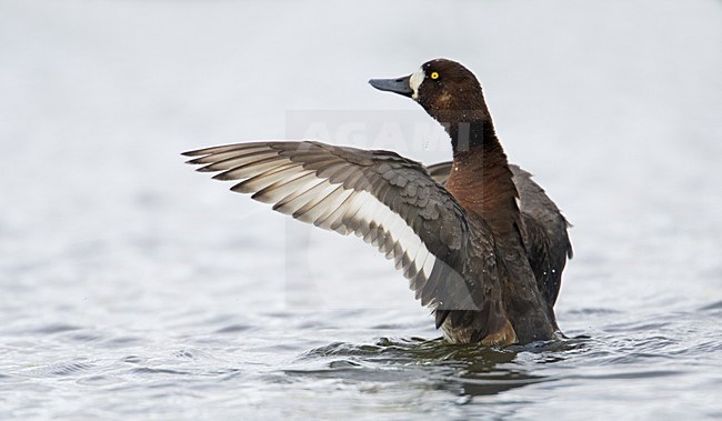 Vrouwtje Topper; Female Greater Scaup stock-image by Agami/Markus Varesvuo,