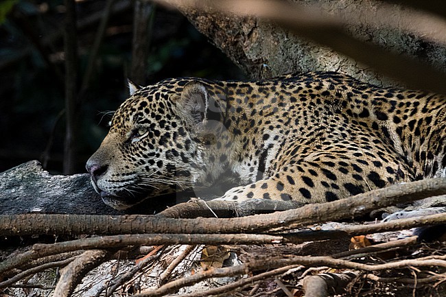 Close up portrait of a jaguar, Panthera onca, in the forest. Pantanal, Mato Grosso, Brazil stock-image by Agami/Sergio Pitamitz,