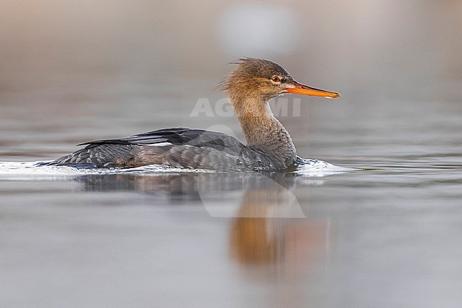Red-breasted Merganser (Mergus serrator), side view of an individual swimming, Campania, Italy stock-image by Agami/Saverio Gatto,
