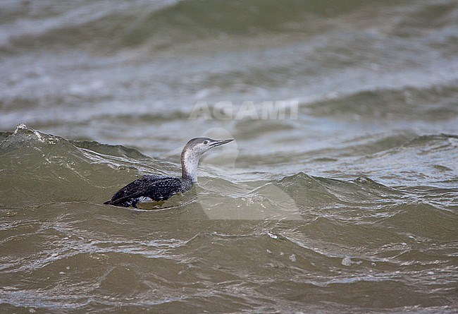 Wintering Red-throated Diver (Gavia stellata) on the North Sea at IJmuiden in the Netherlands. stock-image by Agami/Marc Guyt,