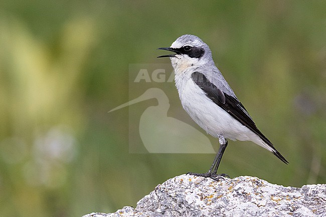 Northern Wheatear (Oenanthe oenanthe), side view of an adult male singing from a rock, Abruzzo, Italy stock-image by Agami/Saverio Gatto,
