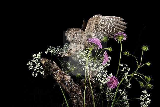 Eurasian Scops Owl (Otus scops scops) during the night in Italy. Landing with its eyes closed. stock-image by Agami/Alain Ghignone,