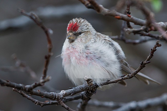 Arctic Redpoll (Acanthis hornemanni), adult perched on a branch stock-image by Agami/Saverio Gatto,