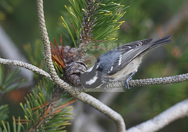 Coal Tit, Periparus ater, at Tisvilde, Denmark. Eating from a pine cone. stock-image by Agami/Helge Sorensen,