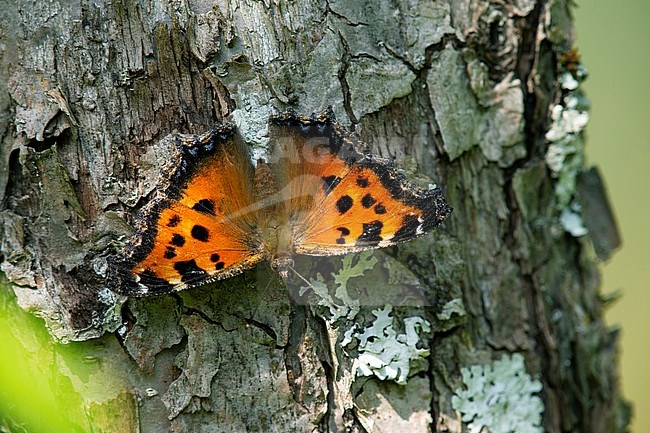 Yellow-legged Tortoiseshell (Nymphalis xanthomelas) in Finland. stock-image by Agami/Dick Forsman,
