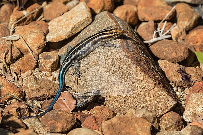 African five-lined skink (Trachylepis quinquetaeniata) in South Africa. Also called rainbow mabuya. Probably this species. stock-image by Agami/Pete Morris,