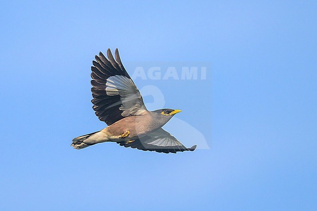 Common myna, Acridotheres tristis, in flight. stock-image by Agami/Sylvain Reyt,