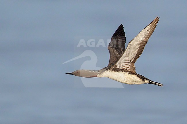 Red-throated Loon (Gavia stellata) feeding in the ocean near Nome, Alaska. stock-image by Agami/Glenn Bartley,