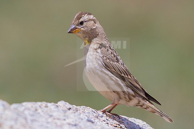 Rock Sparrow (Petronia petronia barbara), side view of an adult standing on a stone stock-image by Agami/Saverio Gatto,