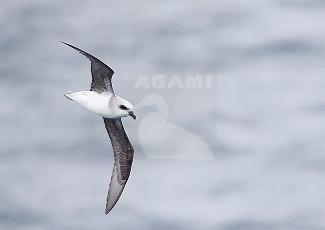 White-headed petrel (Pterodroma lessonii) in flight above the southern pacific ocean near New Zealand. Flying fast past the bow of the ship. stock-image by Agami/Marc Guyt,