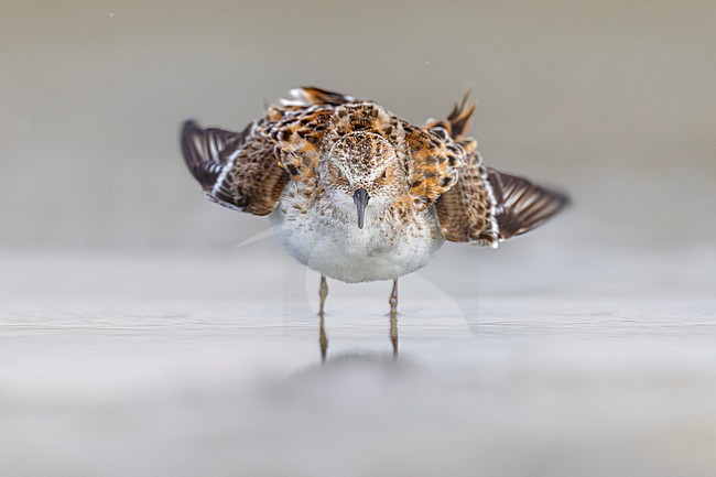 Migrant Little Stint (Calidris minuta) in Italy. stock-image by Agami/Daniele Occhiato,