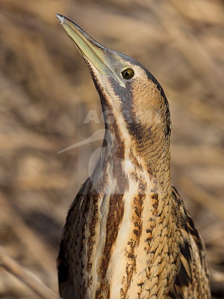 Roerdomp close-up; Eurasian Bittern close up stock-image by Agami/Daniele Occhiato,