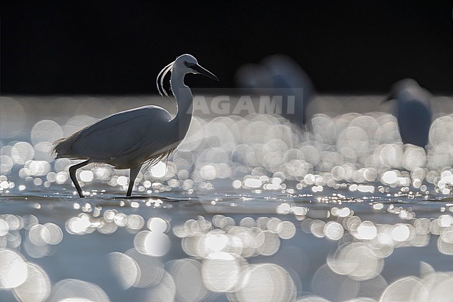 Little Egret (Egretta garzetta) in Italy stock-image by Agami/Daniele Occhiato,