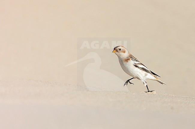 A Snow Bunting is seen from the side against a clear light beige background walking on a sand dune. stock-image by Agami/Jacob Garvelink,