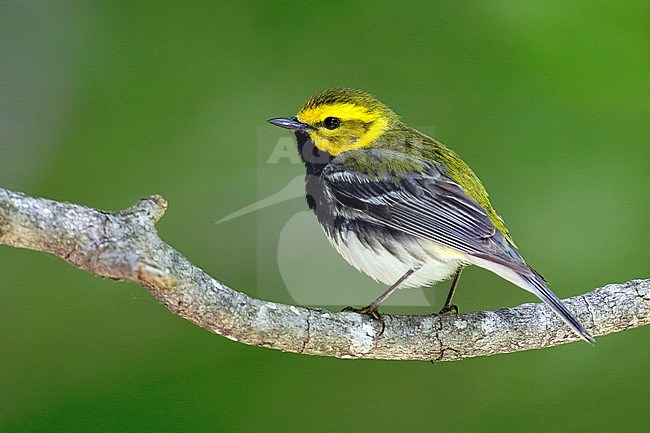 Adult male breeding
Hartford Co., CT
June 2006 stock-image by Agami/Brian E Small,