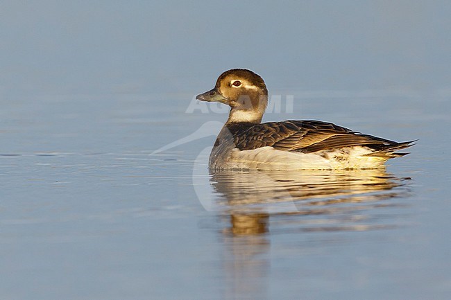Adult female Long-tailed Duck off Seward Peninsula, Alaska, USA. stock-image by Agami/Brian E Small,