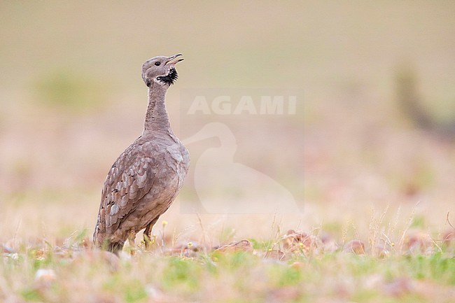  stock-image by Agami/Saverio Gatto,