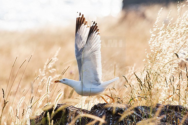 Adult Yellow-legged Gull (Larus michahellis michahellis) taking off with backlight on Lesvos, Greece. stock-image by Agami/Marc Guyt,