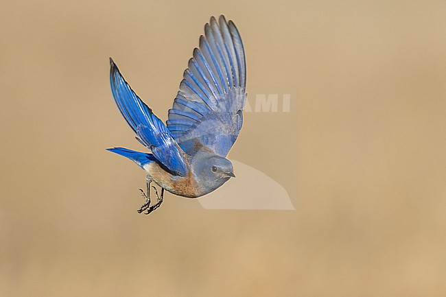 Adult male
Santa Barbara Co., CA
November 2022 stock-image by Agami/Brian E Small,