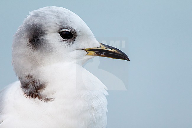 Portrait of a first winter black-legged kittiwake (Rissa tridactyla), found at a vessel offshore at the German Beight at the North Sea stock-image by Agami/Mathias Putze,