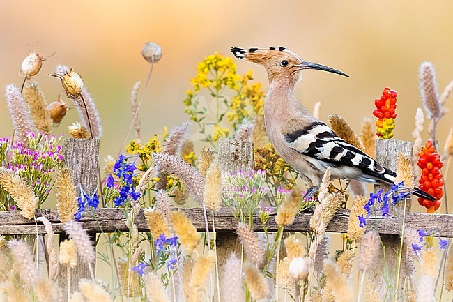 Eurasian Hoopoe (Upupa epops) in Italy. stock-image by Agami/Daniele Occhiato,