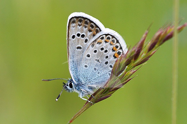 Silver-studded blue (Plebejus argus) taken the 16/07/202 at Allos - France stock-image by Agami/Nicolas Bastide,