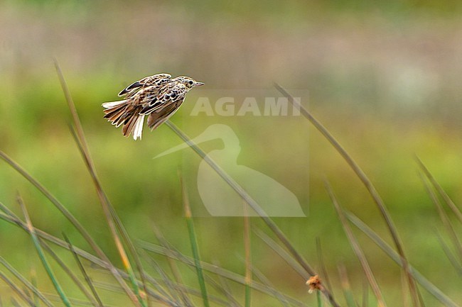 Peruvian Pipit (Anthus peruvianus) in Northern Peru. stock-image by Agami/Dani Lopez-Velasco,