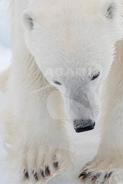 A portrait of a polar bear, Ursus maritimus. North polar ice cap, Arctic ocean stock-image by Agami/Sergio Pitamitz,