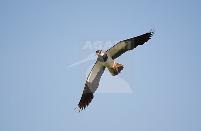 Kievit in vlucht; Northern Lapwing flying stock-image by Agami/Hans Gebuis,