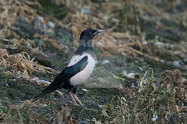 Adult Rose-coloured Starling, Pastor roseus, standing on the ground in Belgium. stock-image by Agami/Kris de Rouck,