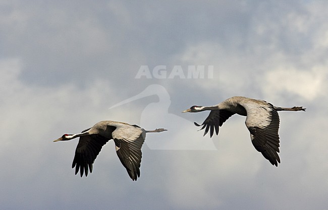 Common Crane flying; Kraanvogel vliegend stock-image by Agami/Markus Varesvuo,