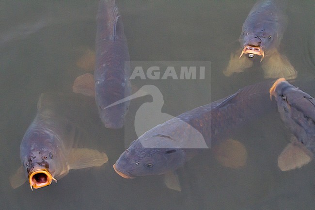 Common Carp (Cyprinus carpio) taking a breath of air in the Oostvaardersplassen, Netherlands stock-image by Agami/Menno van Duijn,