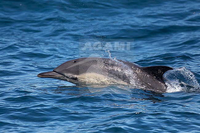 Common dolphin (Delphinus delphis) swimming on the surface, with the sea as background stock-image by Agami/Sylvain Reyt,