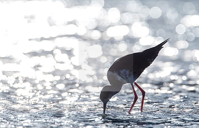 Immature Black Stilt (Himantopus novaezelandiae) foraging with backlight in Glentanner area, South Island, New Zealand. A Critically Endangered species and endemic to New Zealand. stock-image by Agami/Marc Guyt,